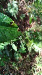 Gallerucida bifasciata