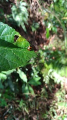 Gallerucida bifasciata