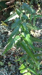 Rubus swinhoei