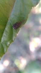 Dactylispa insulicola