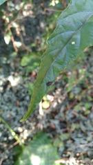 Dactylispa insulicola