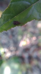 Dactylispa insulicola