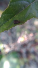 Dactylispa insulicola