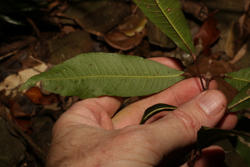 Image of Medicosma cunninghamii by (c) Greg Tasney, some rights reserved (CC BY-SA)