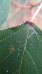 Cryptogonus orbiculus