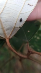 Cryptogonus orbiculus