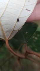 Cryptogonus orbiculus