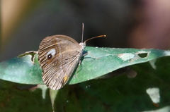 Mycalesis junonia