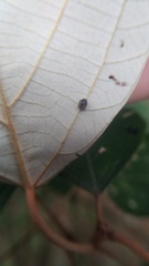 Cryptogonus orbiculus