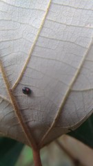 Cryptogonus orbiculus