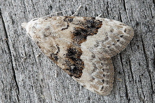 Nola squalida Staudinger, 1870