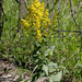 West Coast Canada Goldenrod - Photo (c) 2009 Keir Morse, some rights reserved (CC BY-NC-SA)