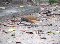 Pterorhinus pectoralis