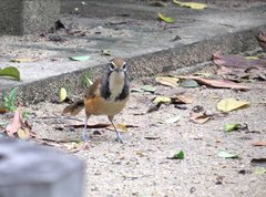 Pterorhinus pectoralis