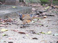 Pterorhinus pectoralis