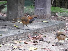 Pterorhinus pectoralis