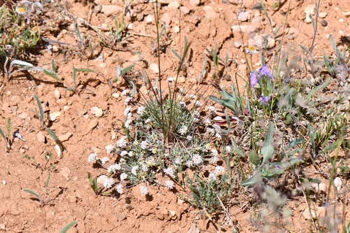 Image of Eriogonum panguicense by (c) Darrin Gobble, some rights reserved (CC BY)