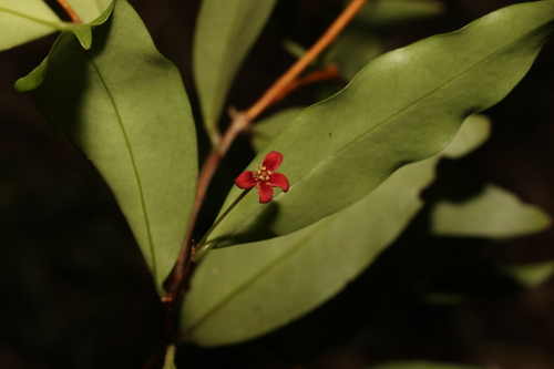 Image of Hedraianthera porphyropetala by (c) Greg Tasney, some rights reserved (CC BY-SA)
