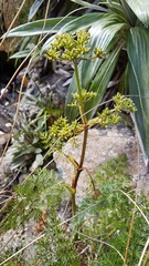 Anisotome haastii