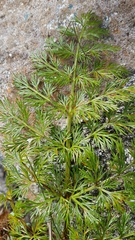 Anisotome haastii