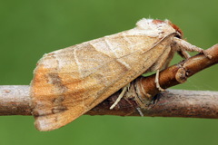 Clostera anastomosis