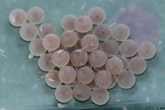 Clostera anastomosis