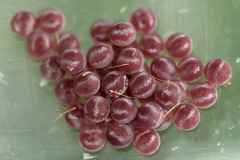 Clostera anastomosis