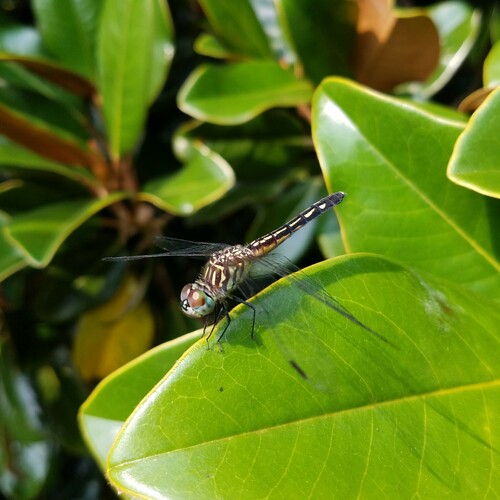 Blue Dasher