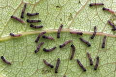 Clostera anastomosis