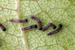 Clostera anastomosis