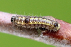 Clostera anastomosis