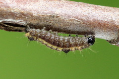 Clostera anastomosis