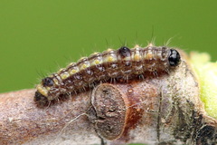 Clostera anastomosis