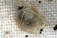 Clostera anastomosis