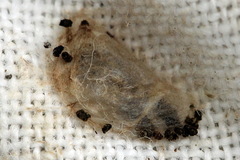 Clostera anastomosis