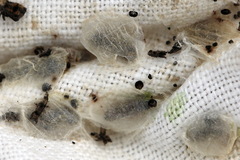 Clostera anastomosis