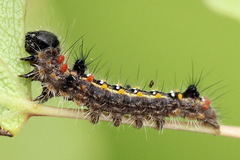 Clostera anastomosis