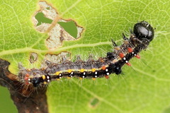 Clostera anastomosis