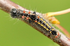 Clostera anastomosis