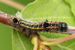 Clostera anastomosis