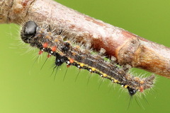 Clostera anastomosis