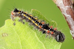 Clostera anastomosis