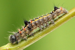 Clostera anastomosis