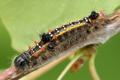 Clostera anastomosis