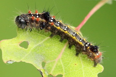 Clostera anastomosis