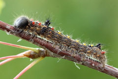 Clostera anastomosis