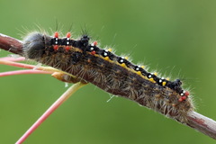 Clostera anastomosis