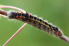 Clostera anastomosis