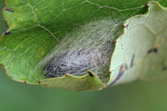 Clostera anastomosis