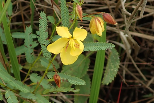 Image of Trailing Dwarf Cassia (Chamaecrista comosa) by no rights reserved